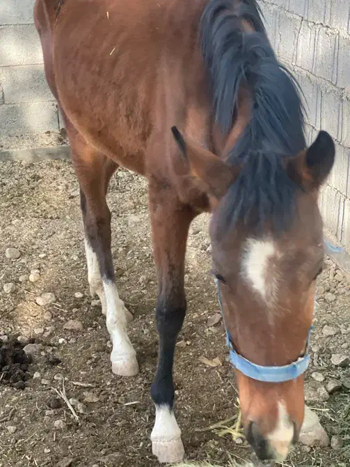 اسب دره شوری|اسب و تجهیزات اسب‌سواری|مرودشت, تخت جمشید|دیوار