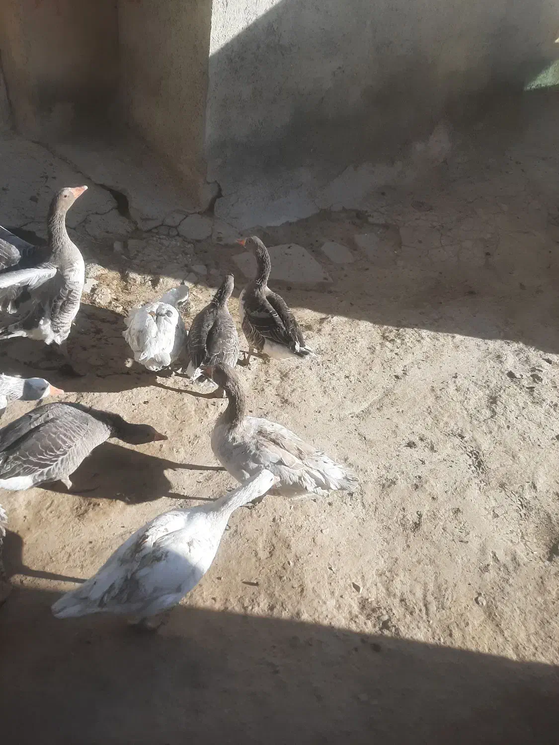 غازجوان|حیوانات مزرعه|دهگلان, |دیوار