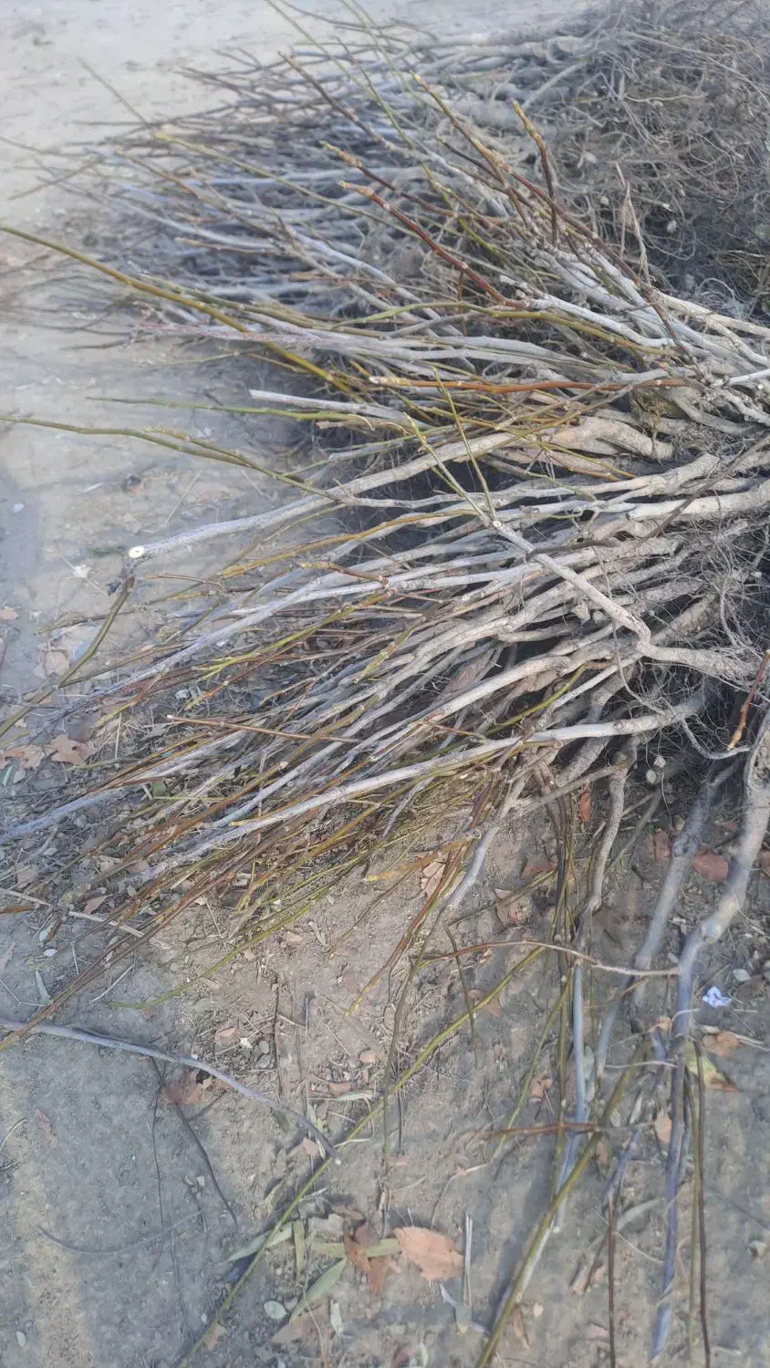 فروش نهال گردو تضمینی درنهالستان قنبری|گل و گیاه طبیعی|ارومیه, |دیوار