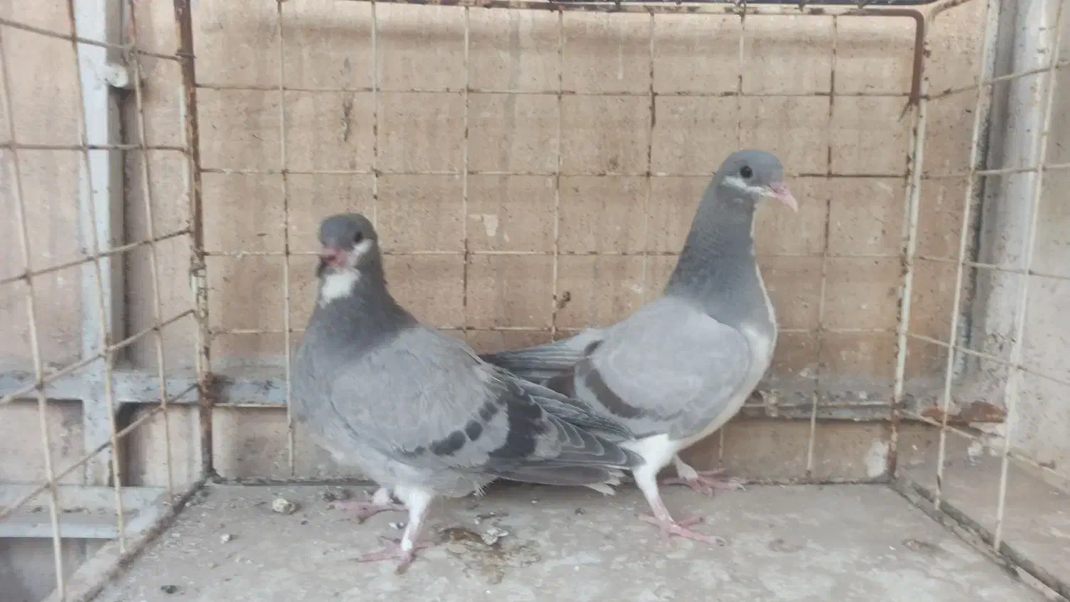 جوجه ابری|پرنده|اصفهان, ملاصدرا|دیوار