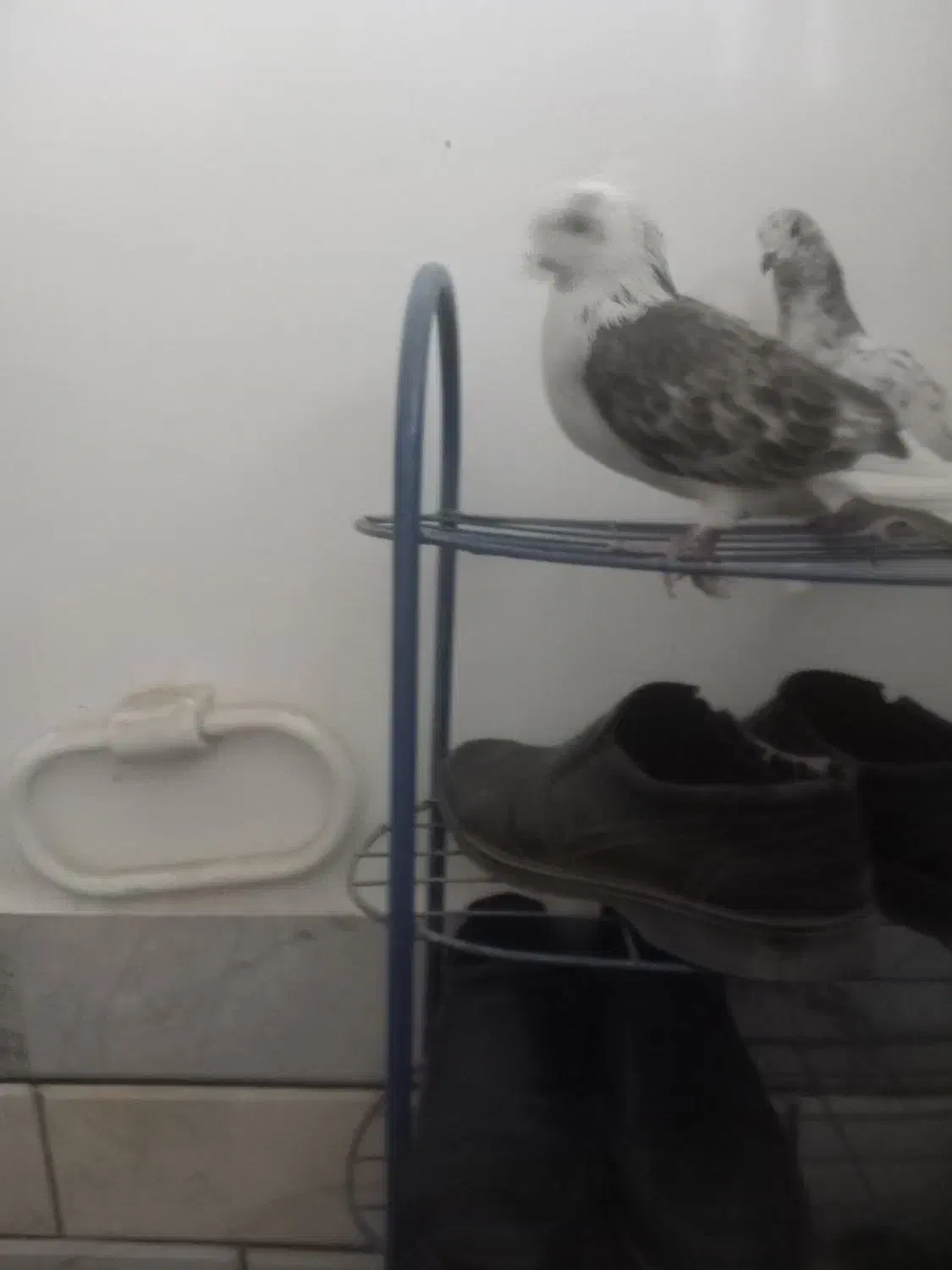 کبوتر|پرنده|الیگودرز, |دیوار