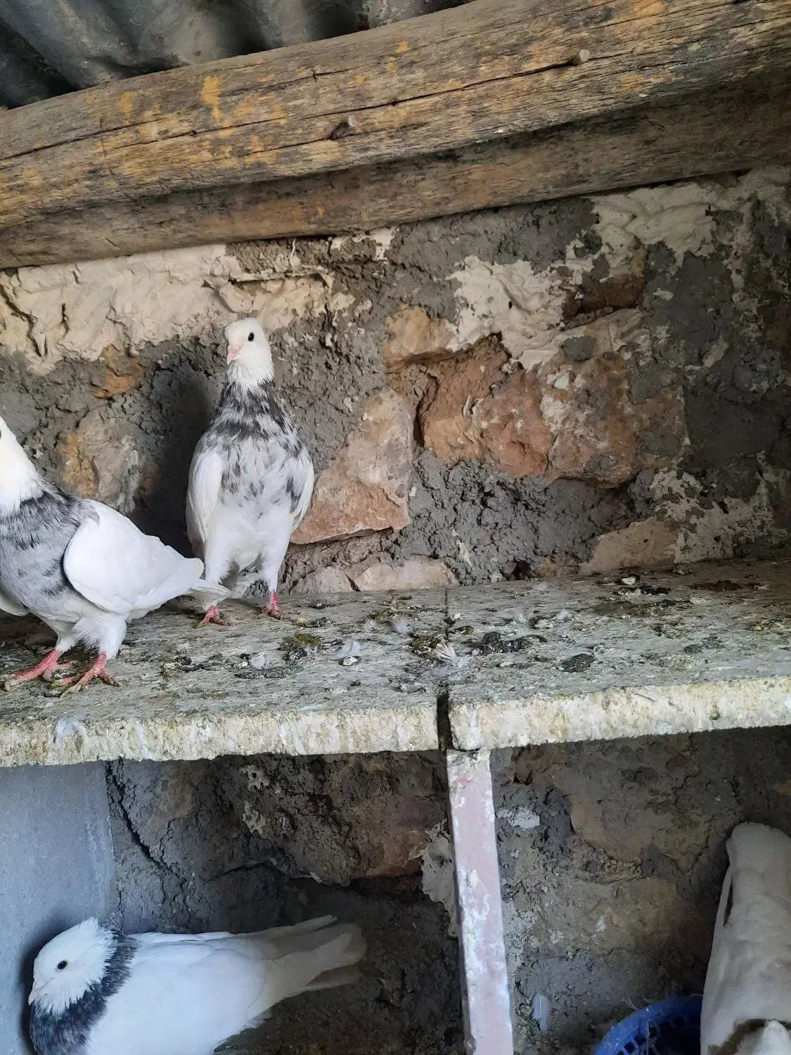 طوقی|پرنده|سرپل ذهاب, |دیوار