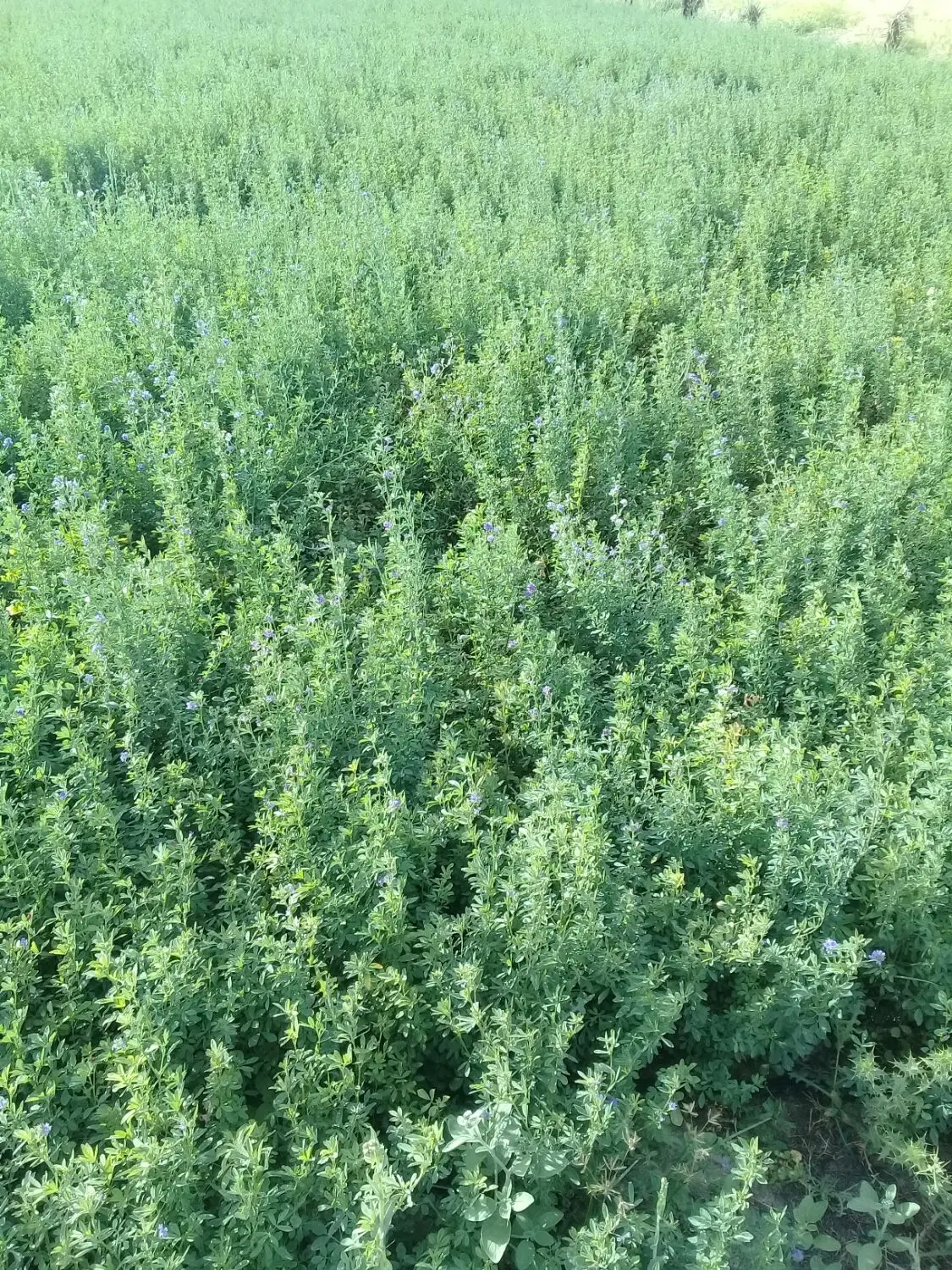 یونجه|گل و گیاه طبیعی|چاه مرید, |دیوار