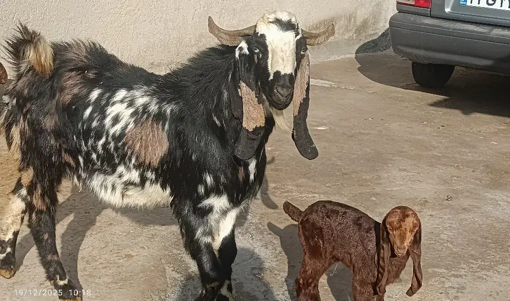 بزغاله|حیوانات مزرعه|کنگاور, |دیوار