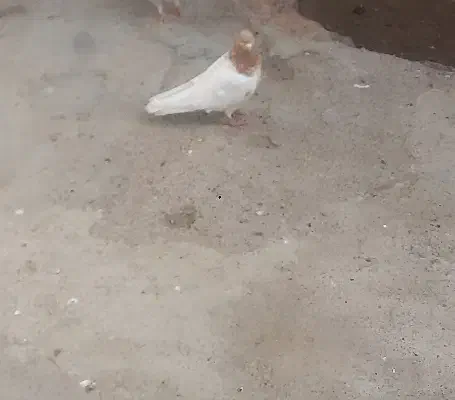 باشی ساری نر مست|پرنده|اردبیل, |دیوار