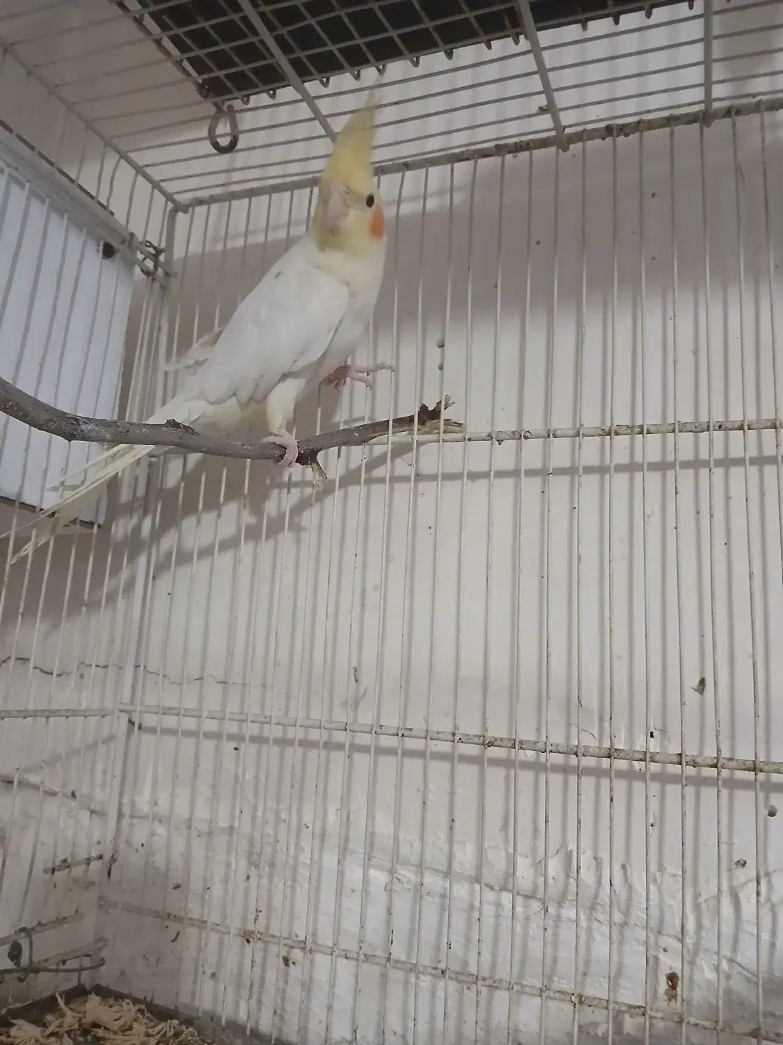 عروس معاوضه با کوتوله قناری|پرنده|مشهد, همت آباد|دیوار