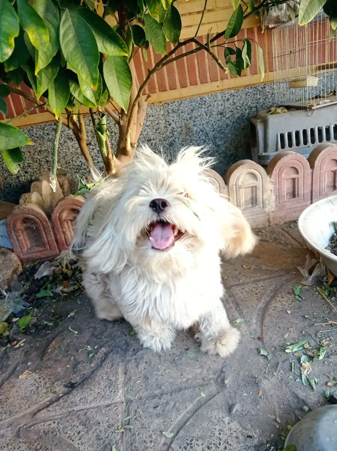 سگ نژاد شیتزو|سگ|کرمان, |دیوار