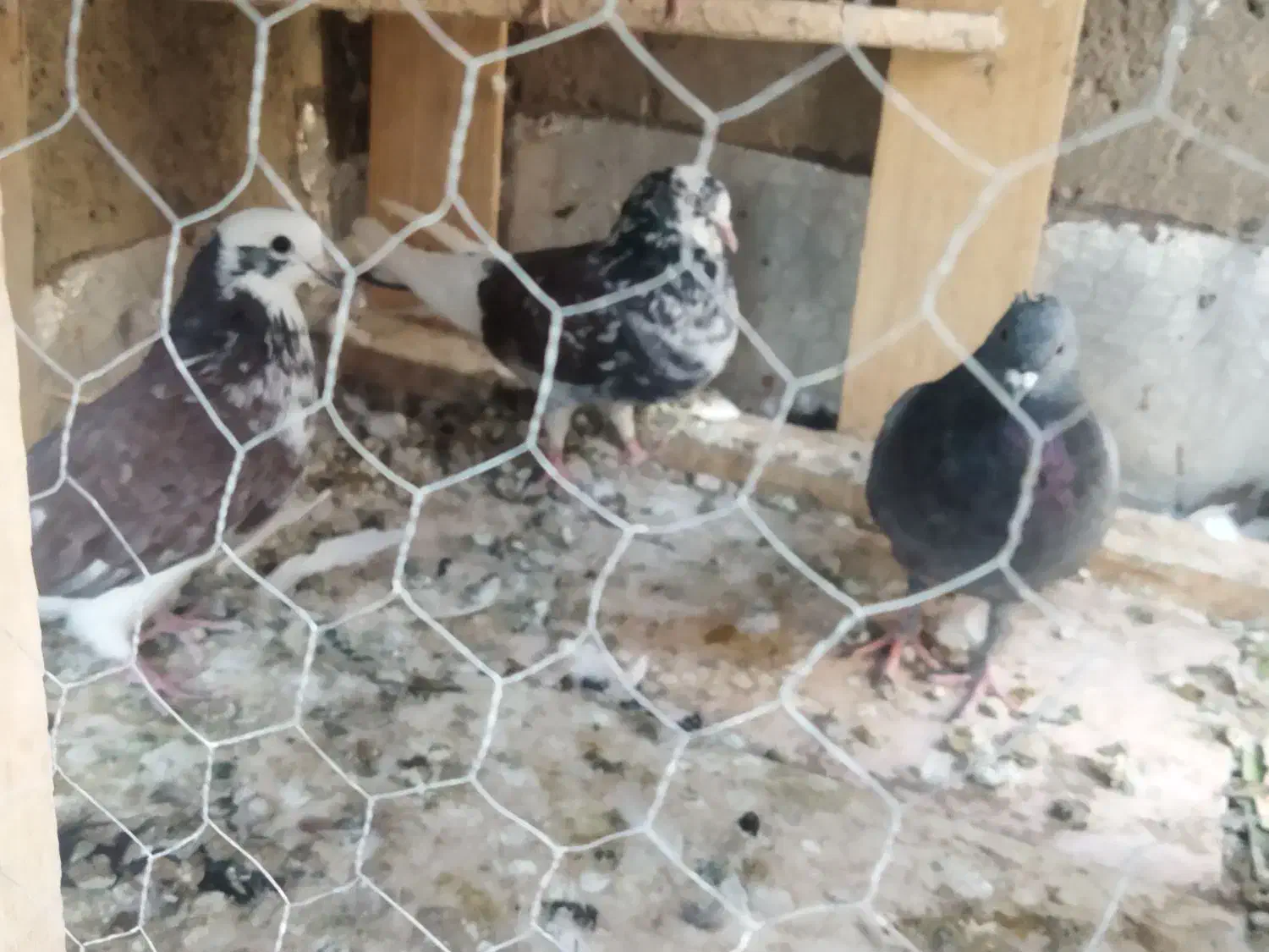 کبوتر کفتر پرشی|پرنده|شاهینشهر, حاجی آباد|دیوار