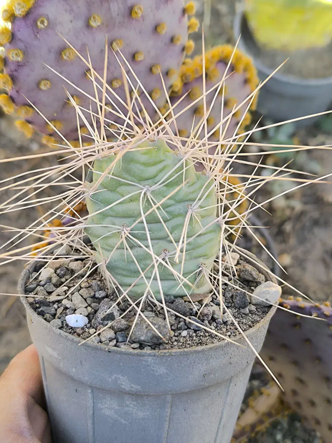 گل گیاه طبیعی کاکتوس|گل و گیاه طبیعی|محمدیه-قزوین, |دیوار