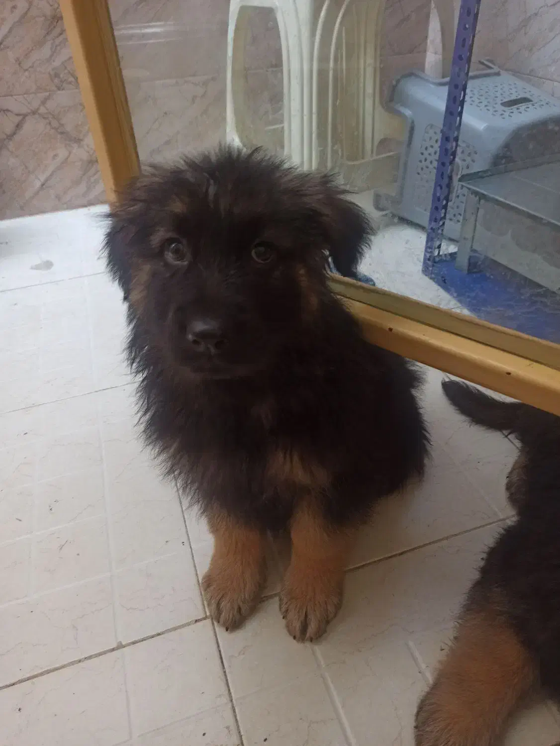 توله سگ ژرمن شپرد|سگ|نجفآباد, امام خمینی|دیوار