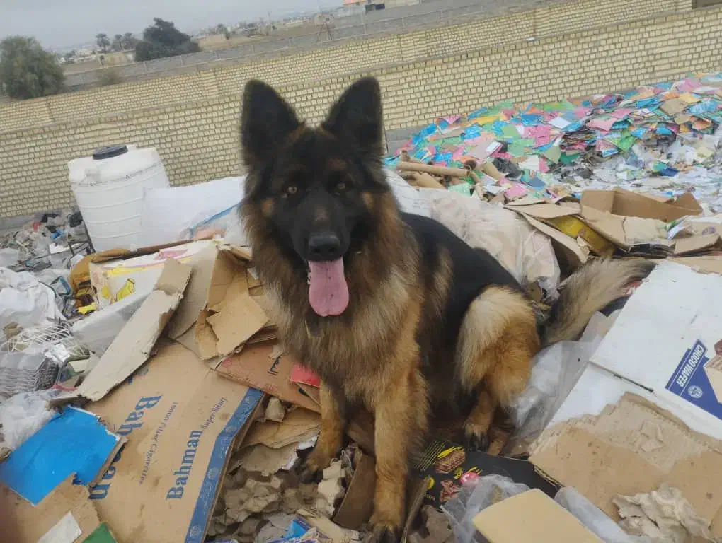 واگذاری سگ ژرمن شولاین|سگ|داراب, |دیوار