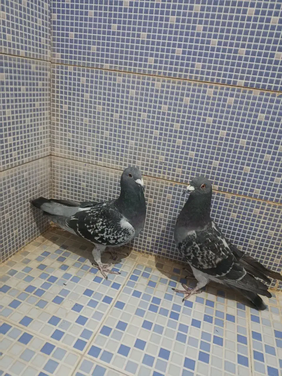 انواع کبوتر|پرنده|دهدشت, |دیوار