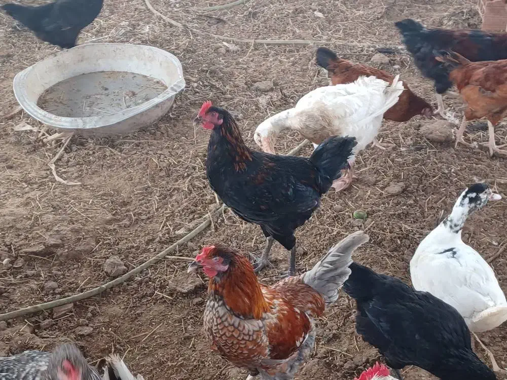 خروس  محلی|حیوانات مزرعه|قائم‌شهر, |دیوار