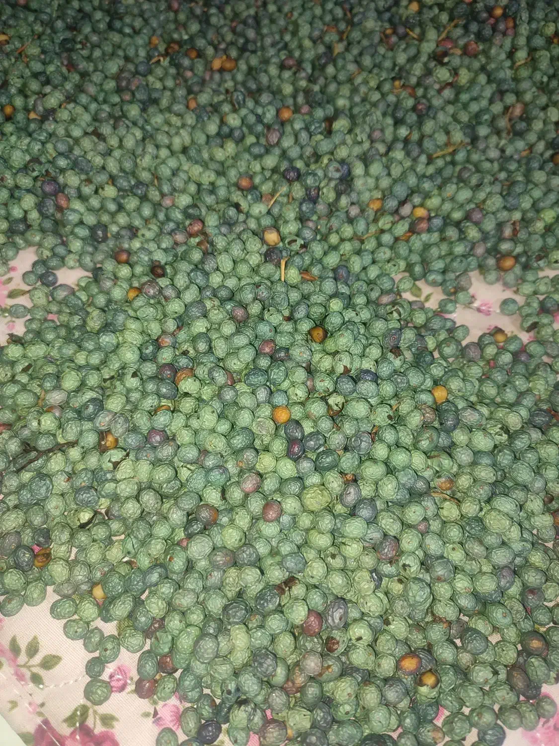 بنه|خوردنی و آشامیدنی|شیراز, حجت آباد|دیوار