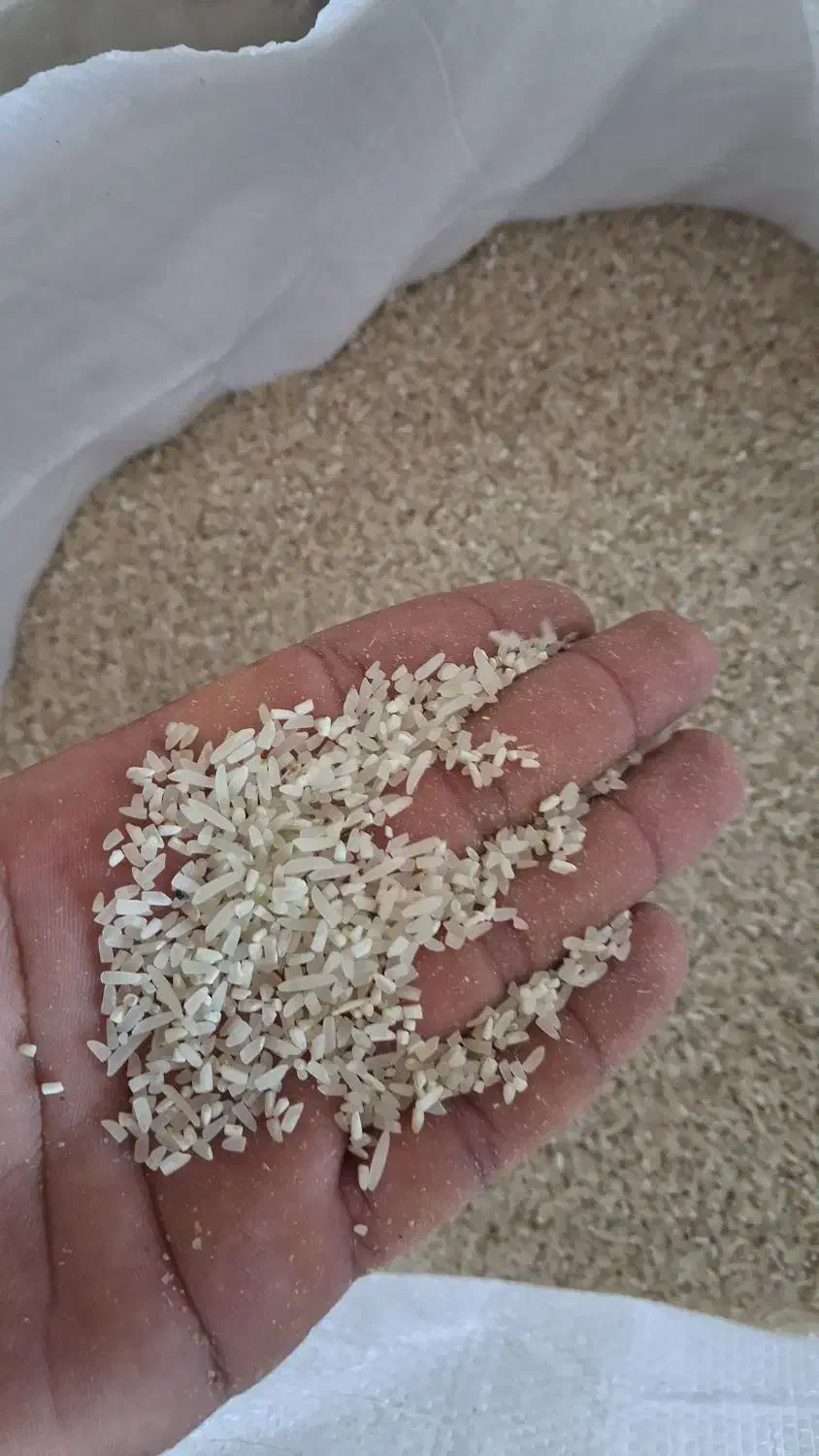 نیم دانه فجر سوزنی|خوردنی و آشامیدنی|آق قلا, |دیوار