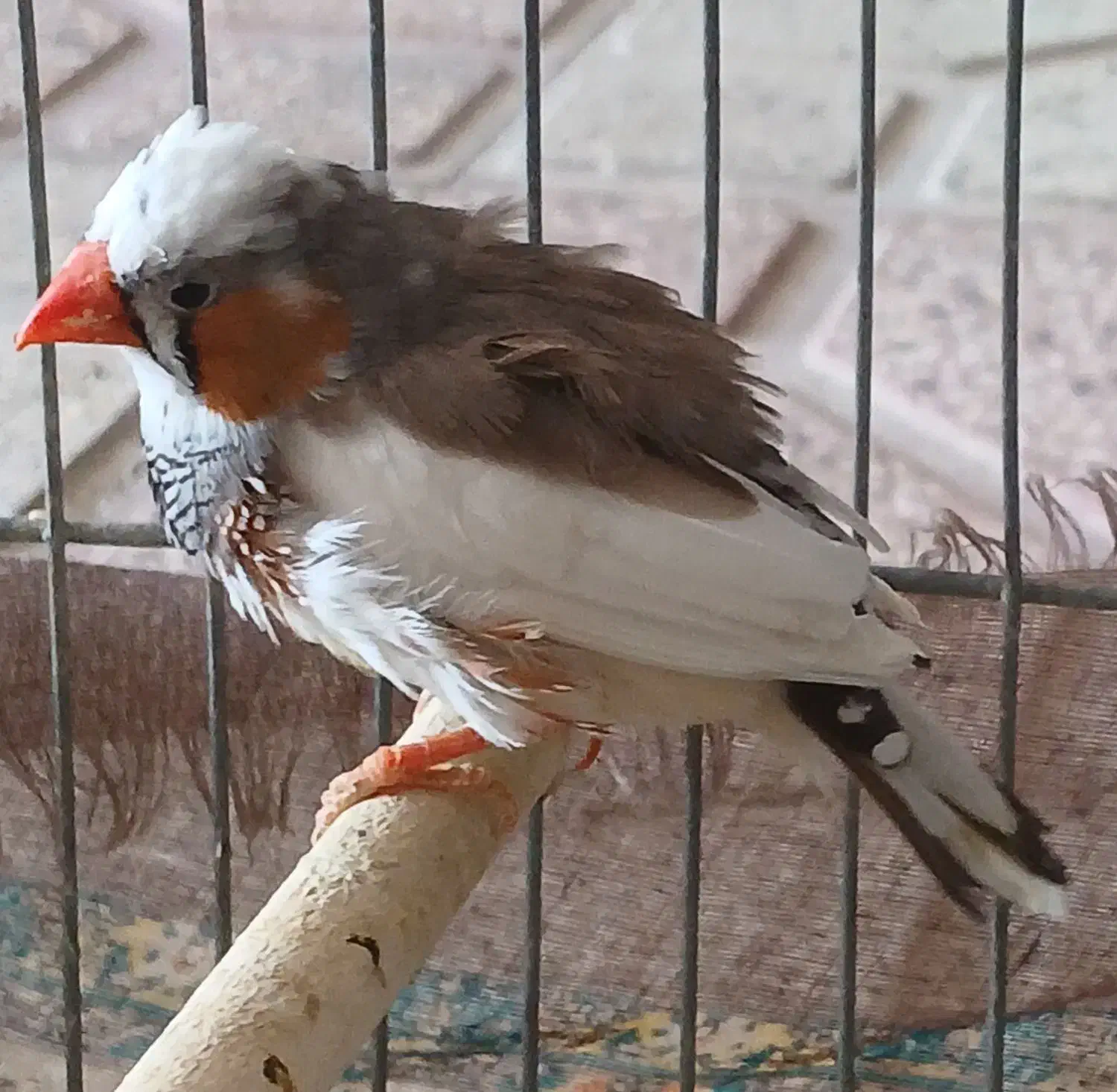 فنچ نر|پرنده|شیراز, کوشک میدان|دیوار