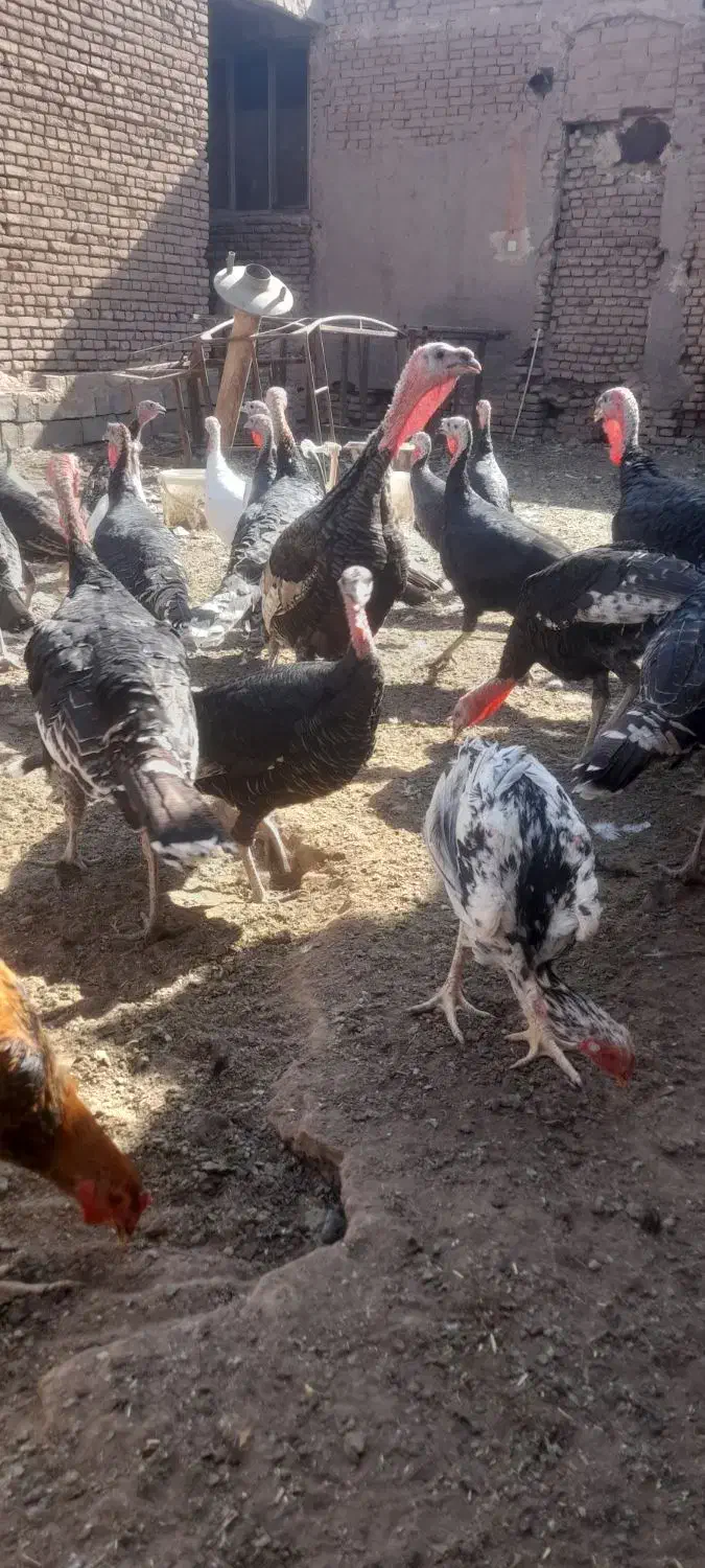 بوقلمون فروشی|حیوانات مزرعه|سبزوار, قصبه شرقی|دیوار