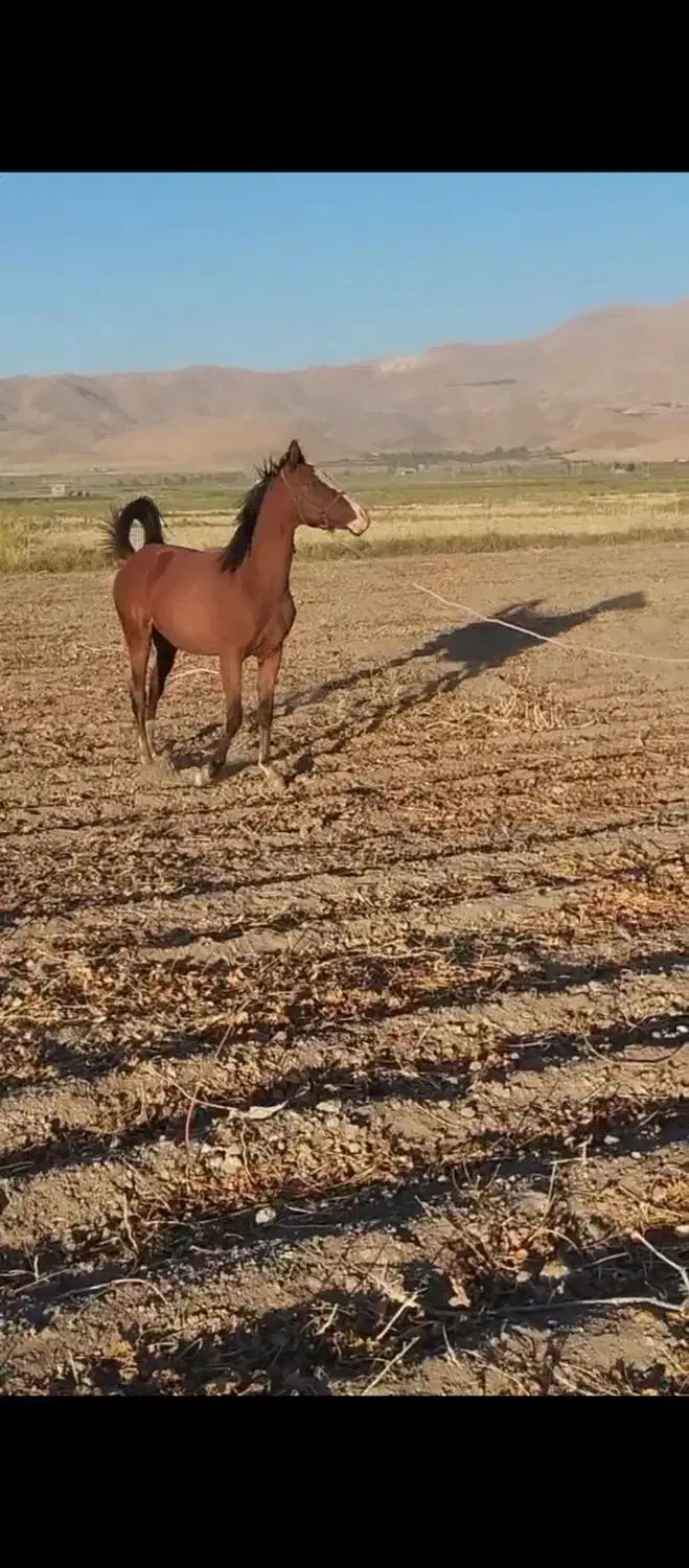 نریون|اسب و تجهیزات اسب‌سواری|بروجرد, |دیوار