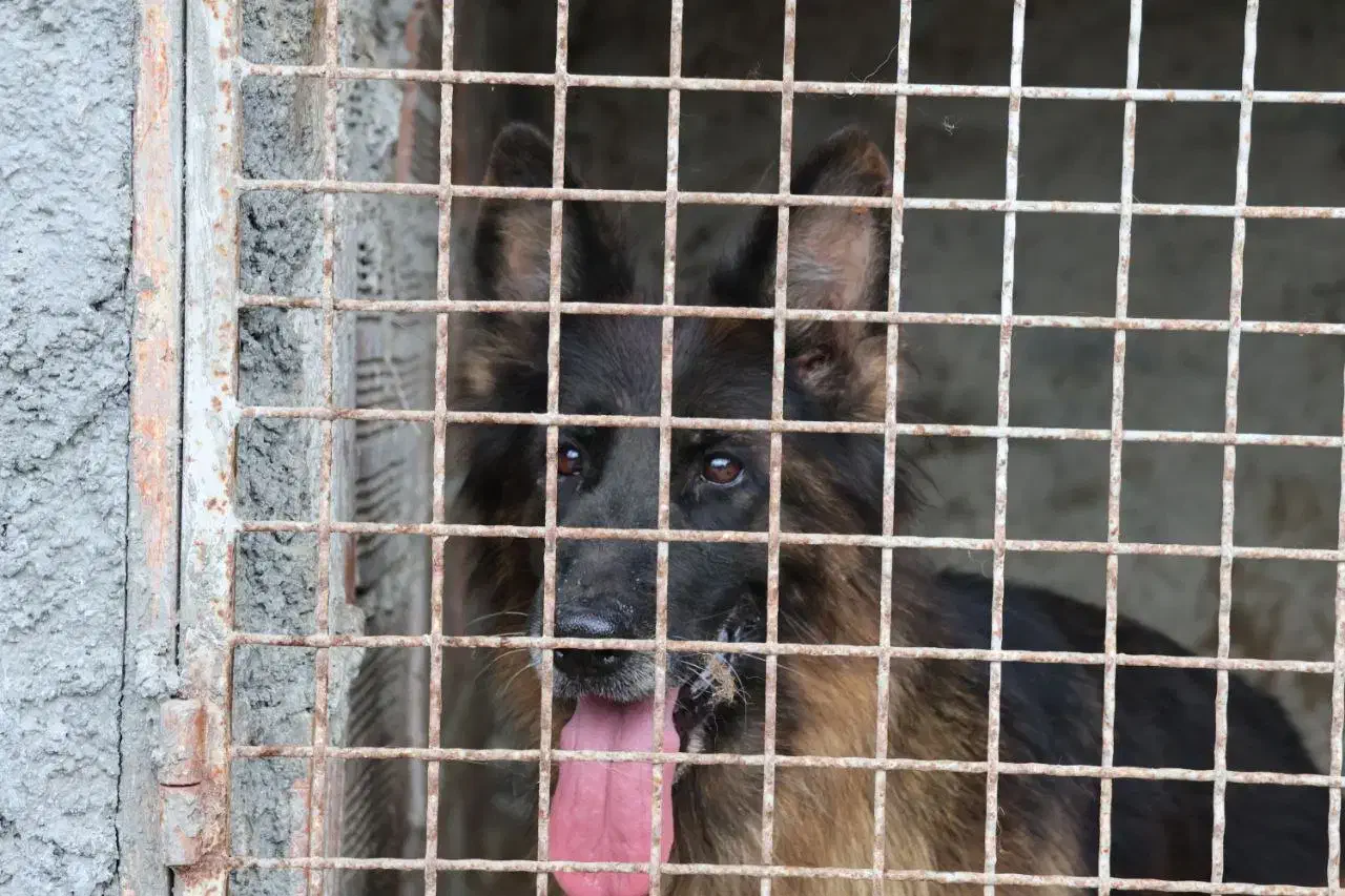 واگذاری سگ ژرمن|سگ|ساری, |دیوار