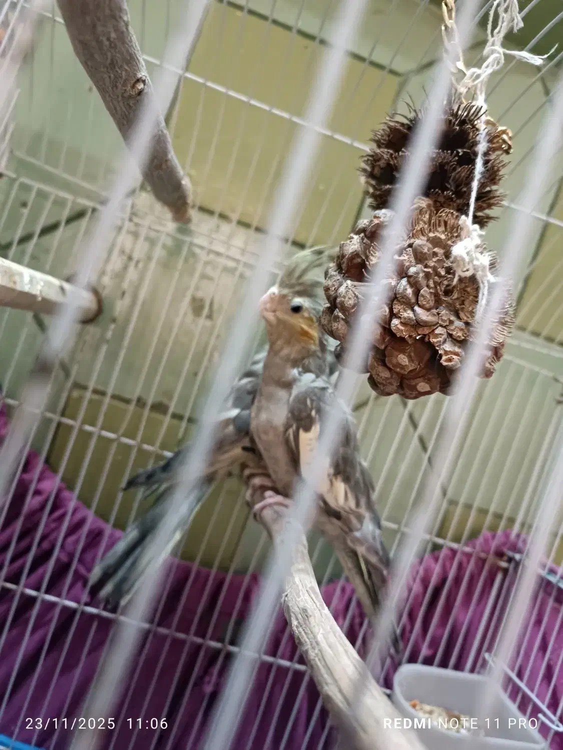 پرنده عروس هلندی|پرنده|قم, دروازه ری|دیوار