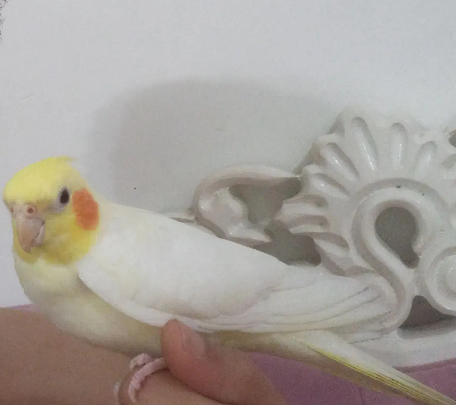 عروس هلندی لوتیونو|پرنده|رشت, شهرک پردیسان|دیوار