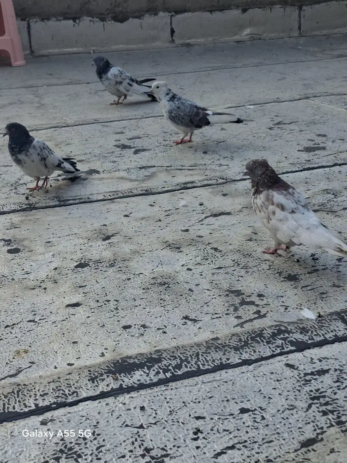 کبوتر|پرنده|شاهدشهر, |دیوار