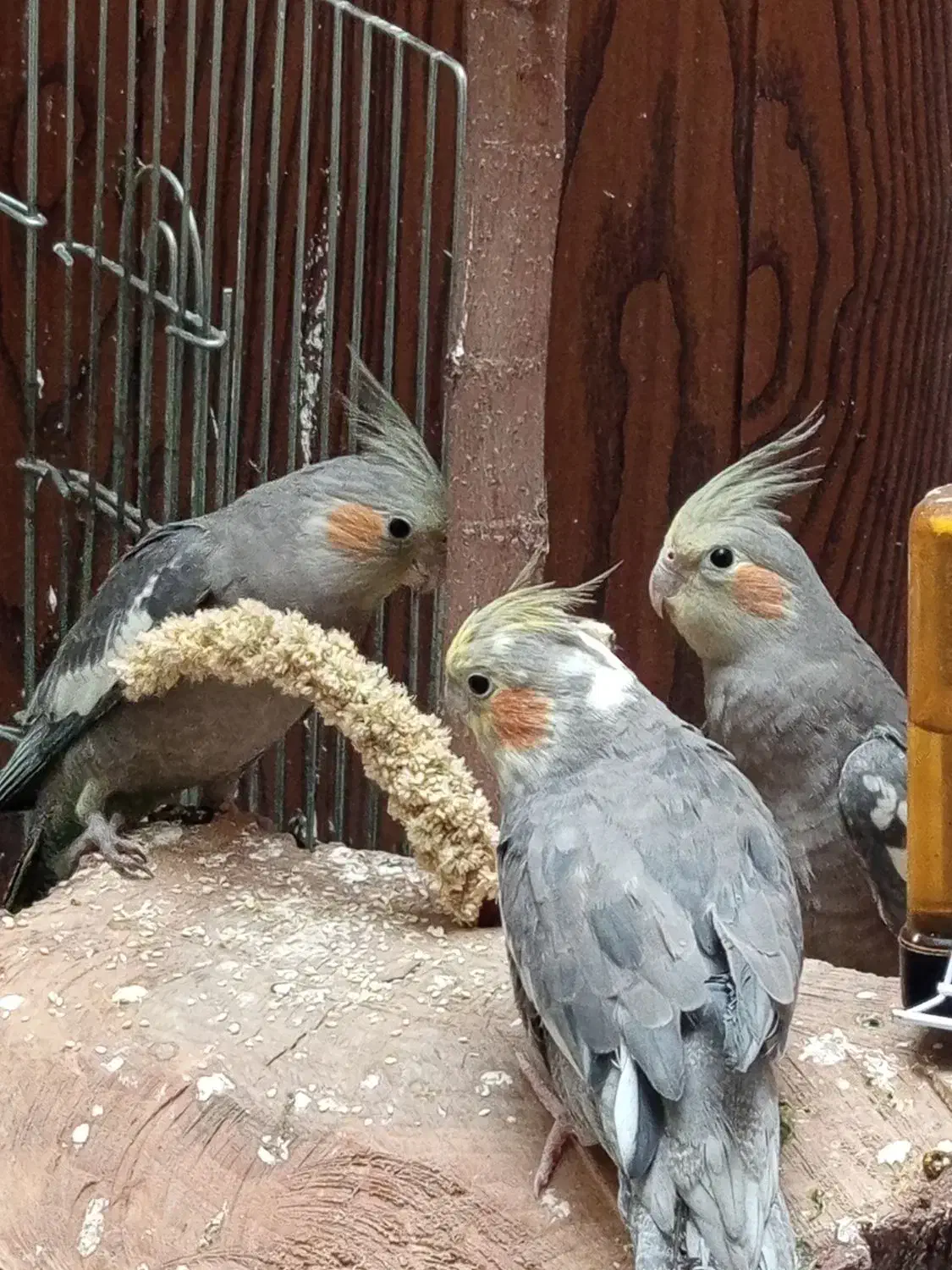 فروش گرینچیک و عروس هلندی|پرنده|همدان, |دیوار