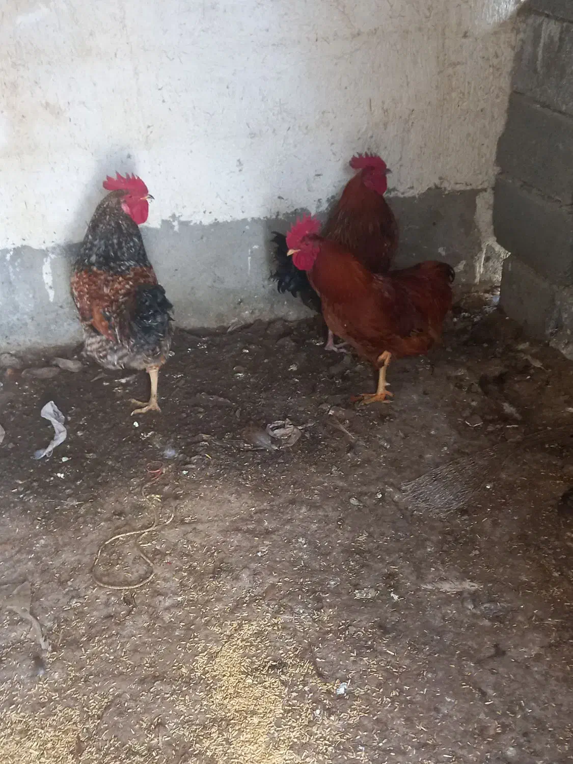 فروش خروس|حیوانات مزرعه|هشتگرد, تهران دشت|دیوار