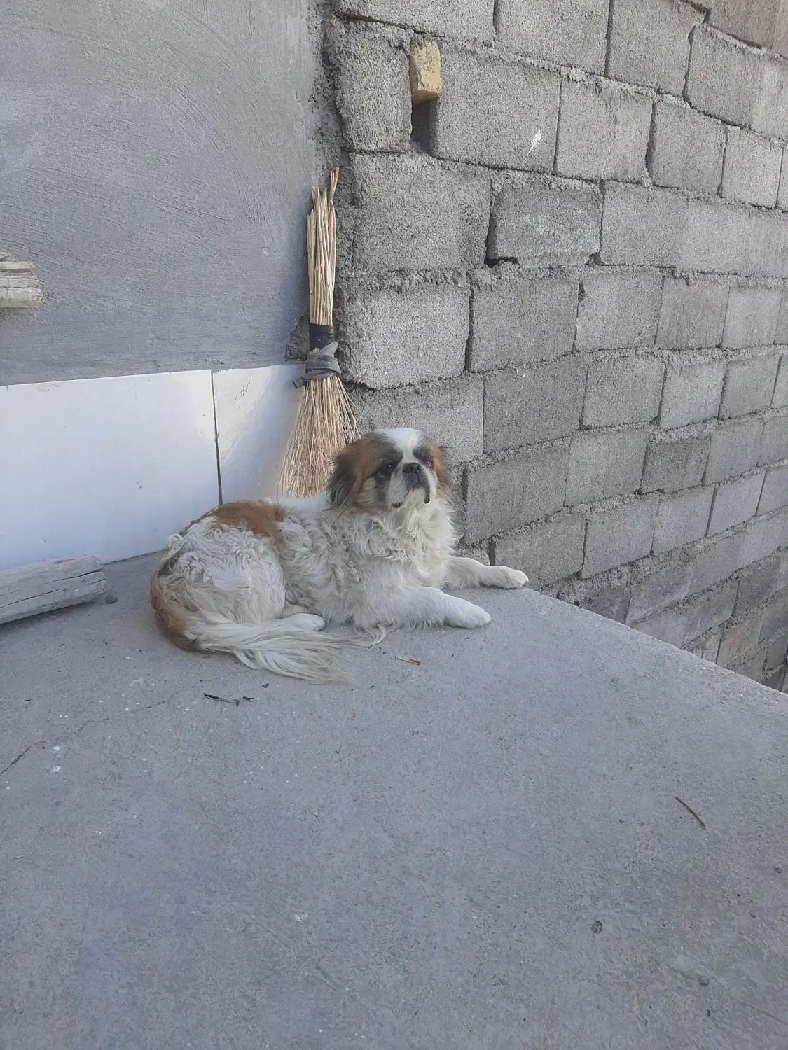 سگ پیکینیز|سگ|خمین, |دیوار