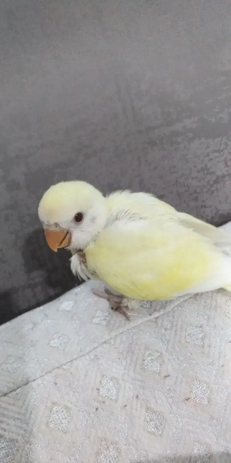 جوجه کوتوله سرلاکی|پرنده|نیشابور, فردوسی جنوبی|دیوار