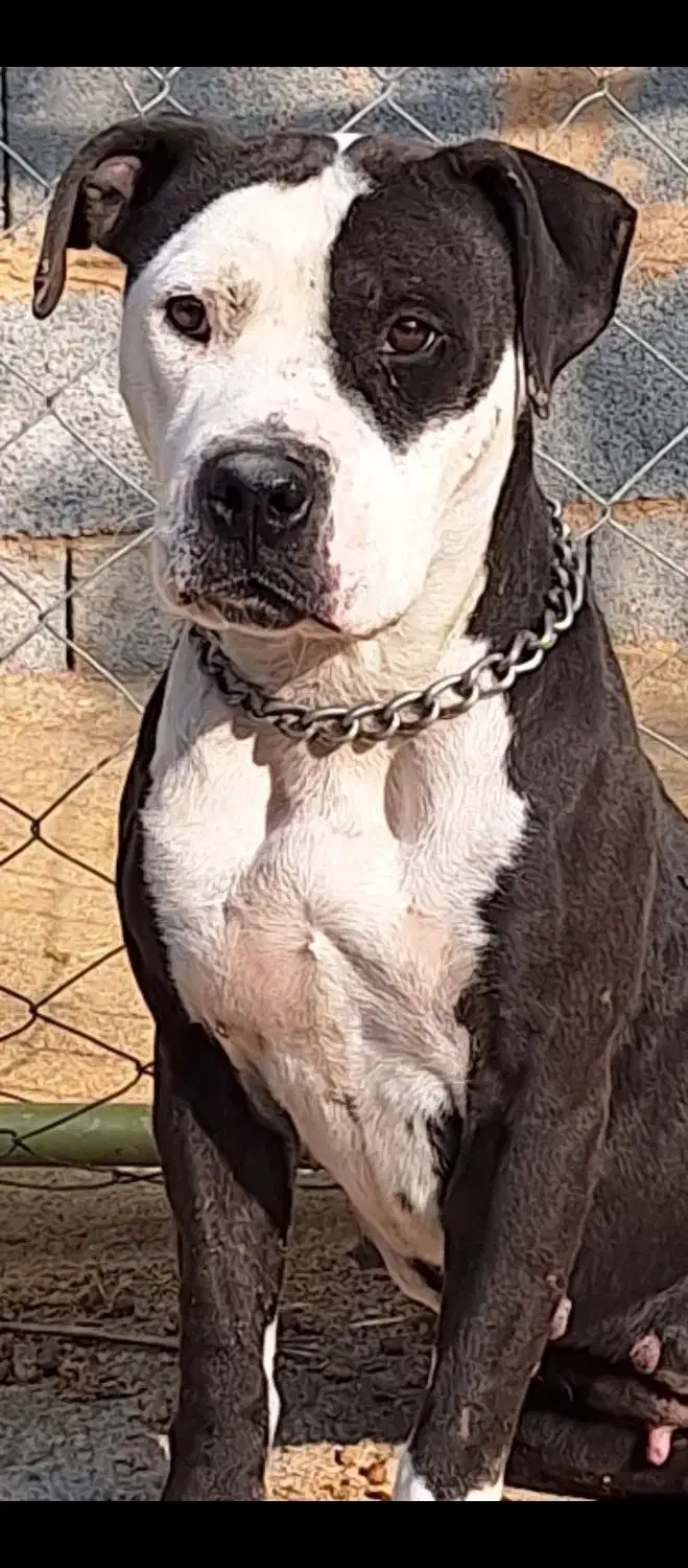 سگ پیتبول وارداتی|سگ|کرمانشاه, |دیوار