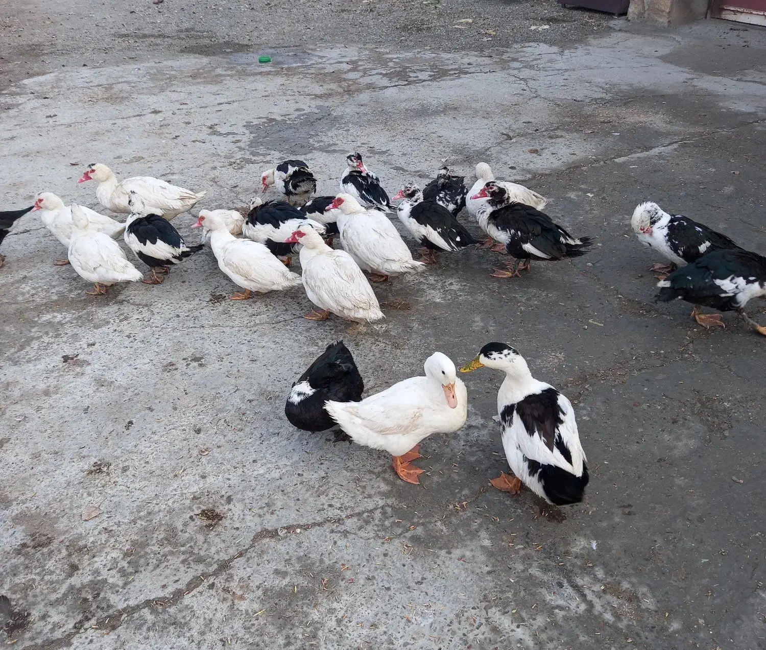 فروش اردک رشت|حیوانات مزرعه|نقده, |دیوار