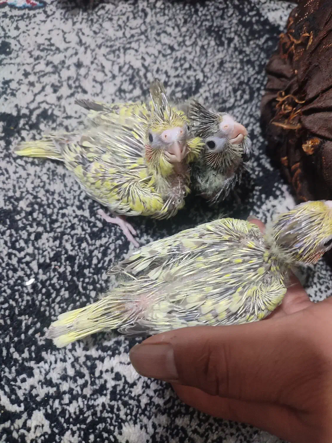 جوجه عروس هلندی سرلاکی|پرنده|اهواز, کوی جانبازان(دانش)|دیوار