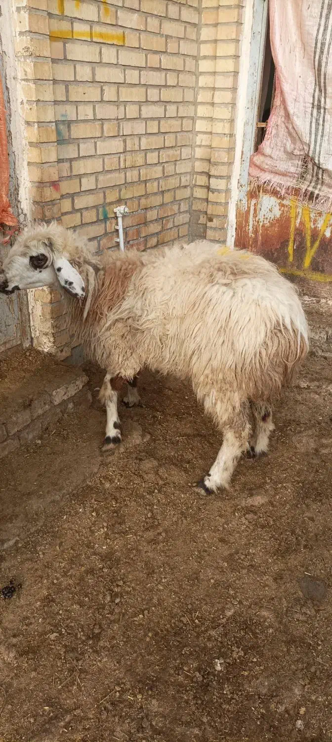 یکراسمیشاولشکمکشتاری|حیوانات مزرعه|بجنورد, |دیوار