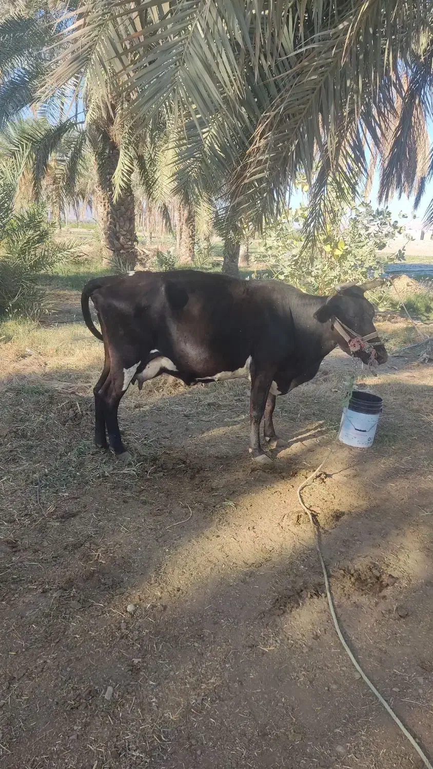 گاو اسرائیلی چاق و سرحال شیردِه|حیوانات مزرعه|منوجان, |دیوار