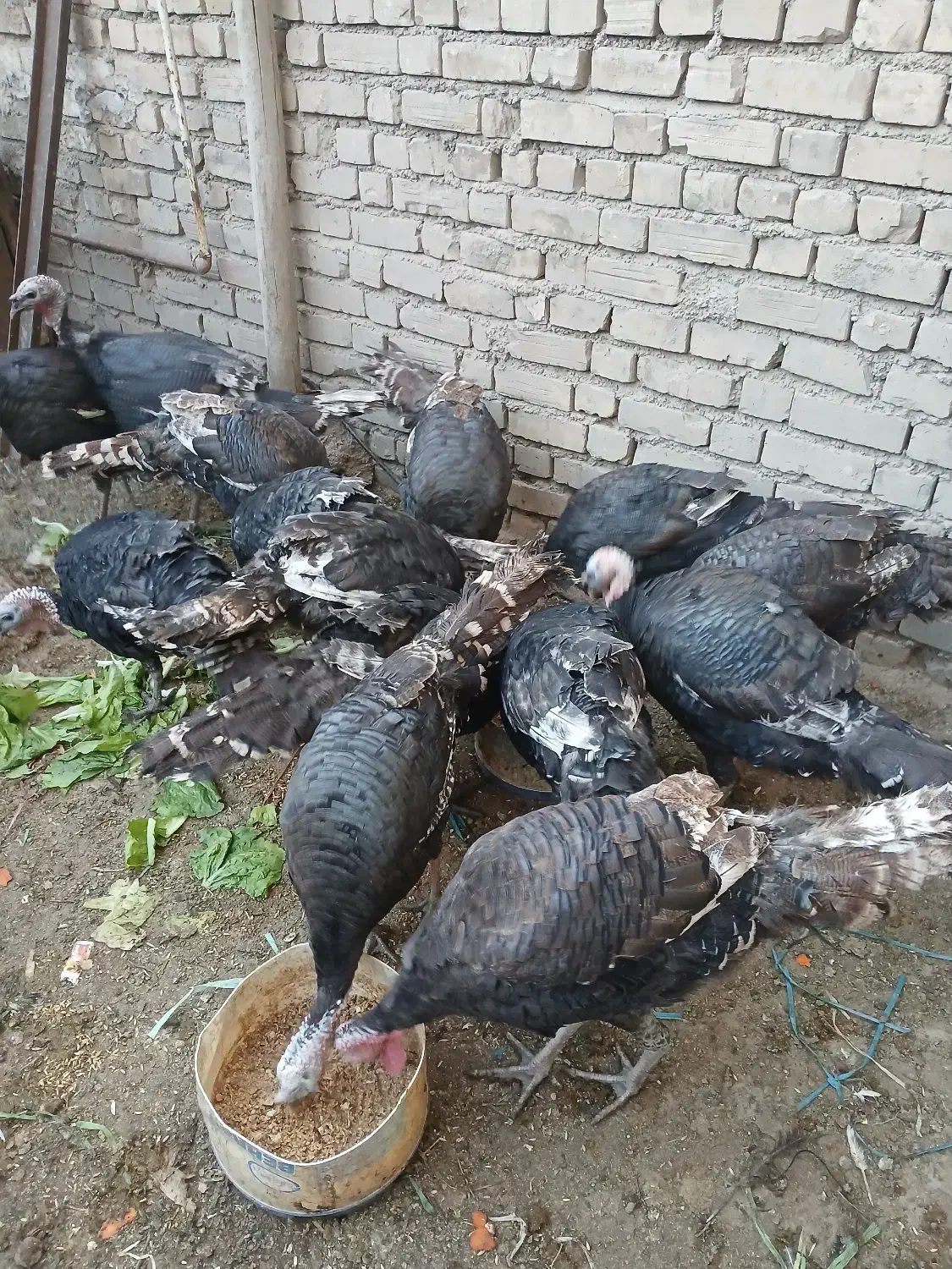 ۷‌عدد‌بوقلمون‌نر|حیوانات مزرعه|خرمدره, |دیوار