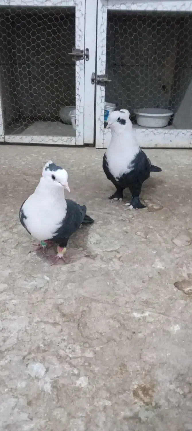 کفتر کلاغ کربلایی ( کلهسفید)|پرنده|تربتحیدریه, آغوی|دیوار