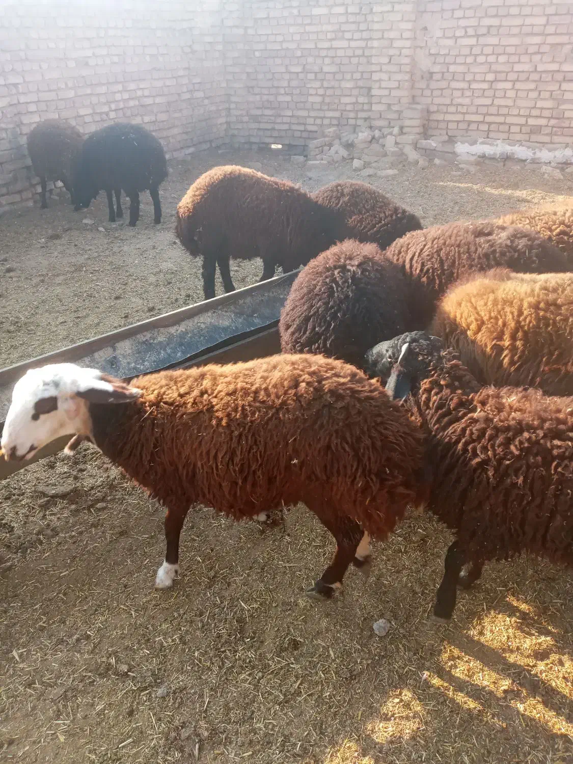 گوسفند زنده برای قربانی|حیوانات مزرعه|الوند, |دیوار