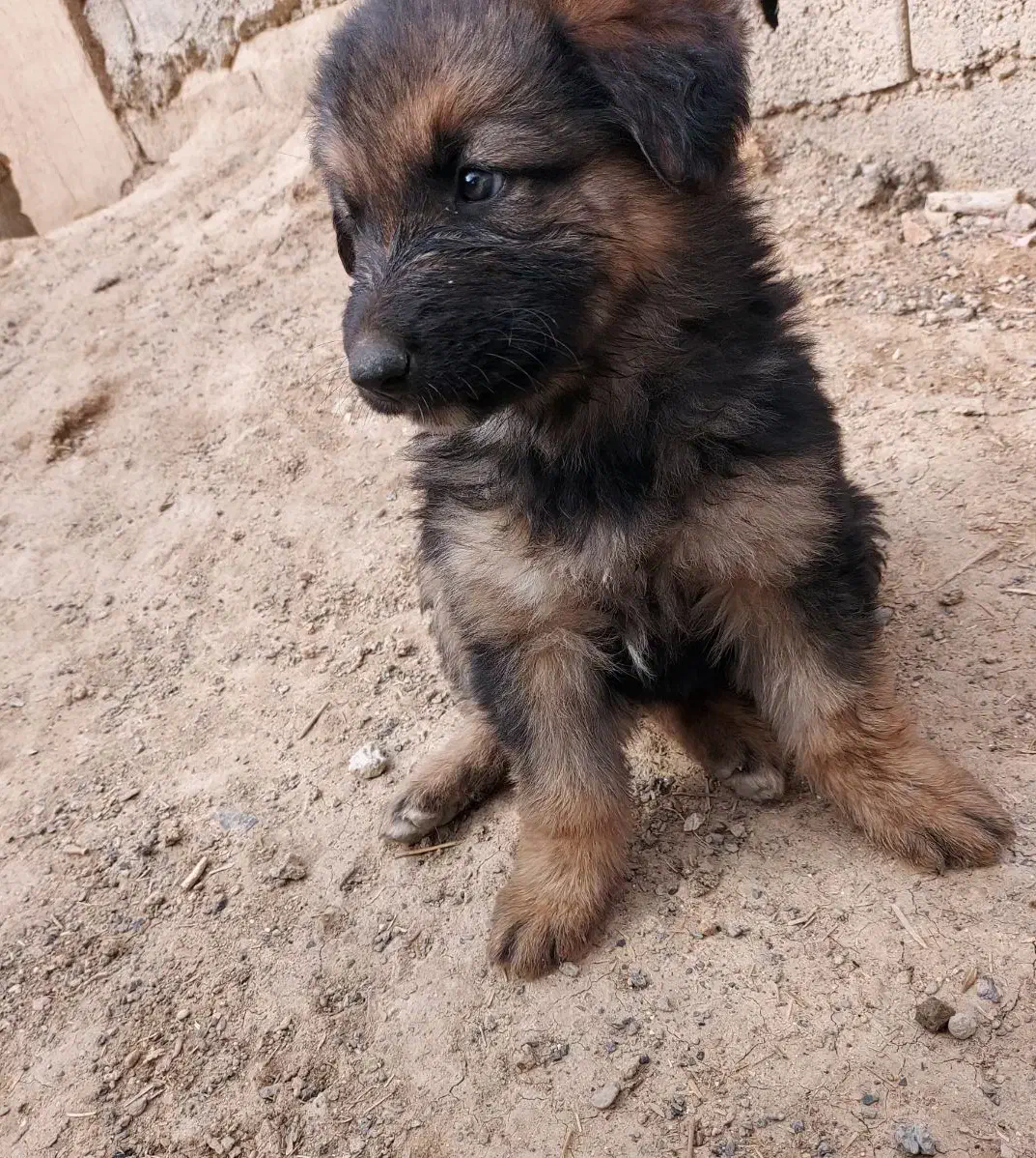 توله سگ ژرمن واگذاری|سگ|اصفهان, بوستان ناژوان|دیوار