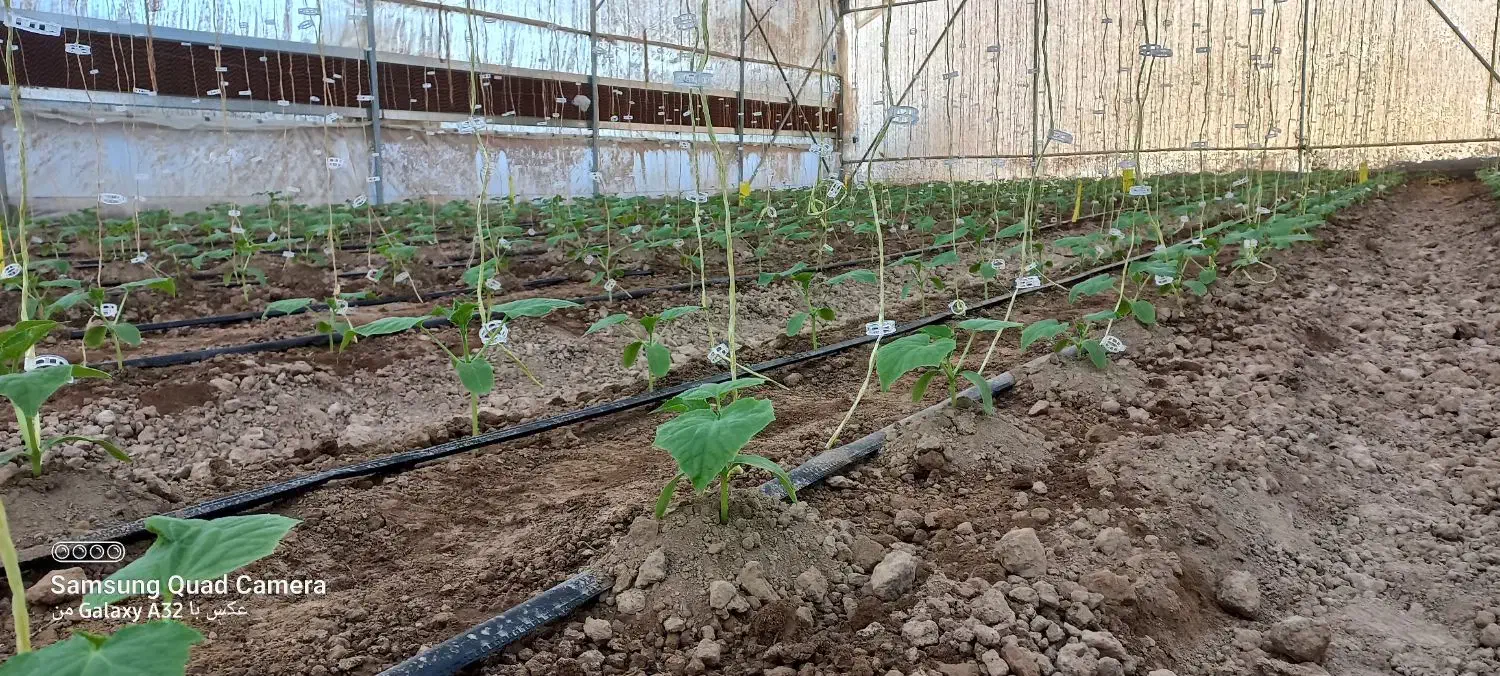 گلخانه مقیاس کوچک|مصالح و تجهیزات ساختمان|ارسنجان, |دیوار