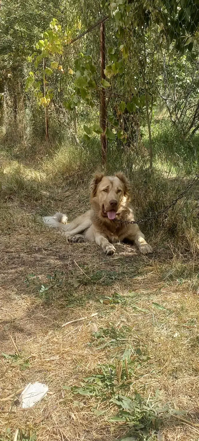 توله سرابی|سگ|بهار, |دیوار