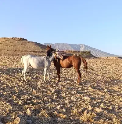 ۲عدد مادیون دزدیده شده|حیوانات|اندیمشک, |دیوار