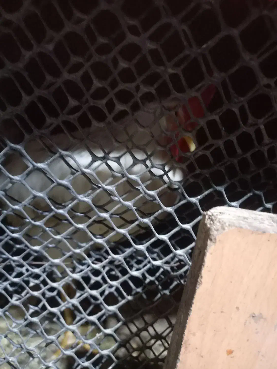 خروس قربانی|حیوانات مزرعه|مشهد, سجادیه|دیوار