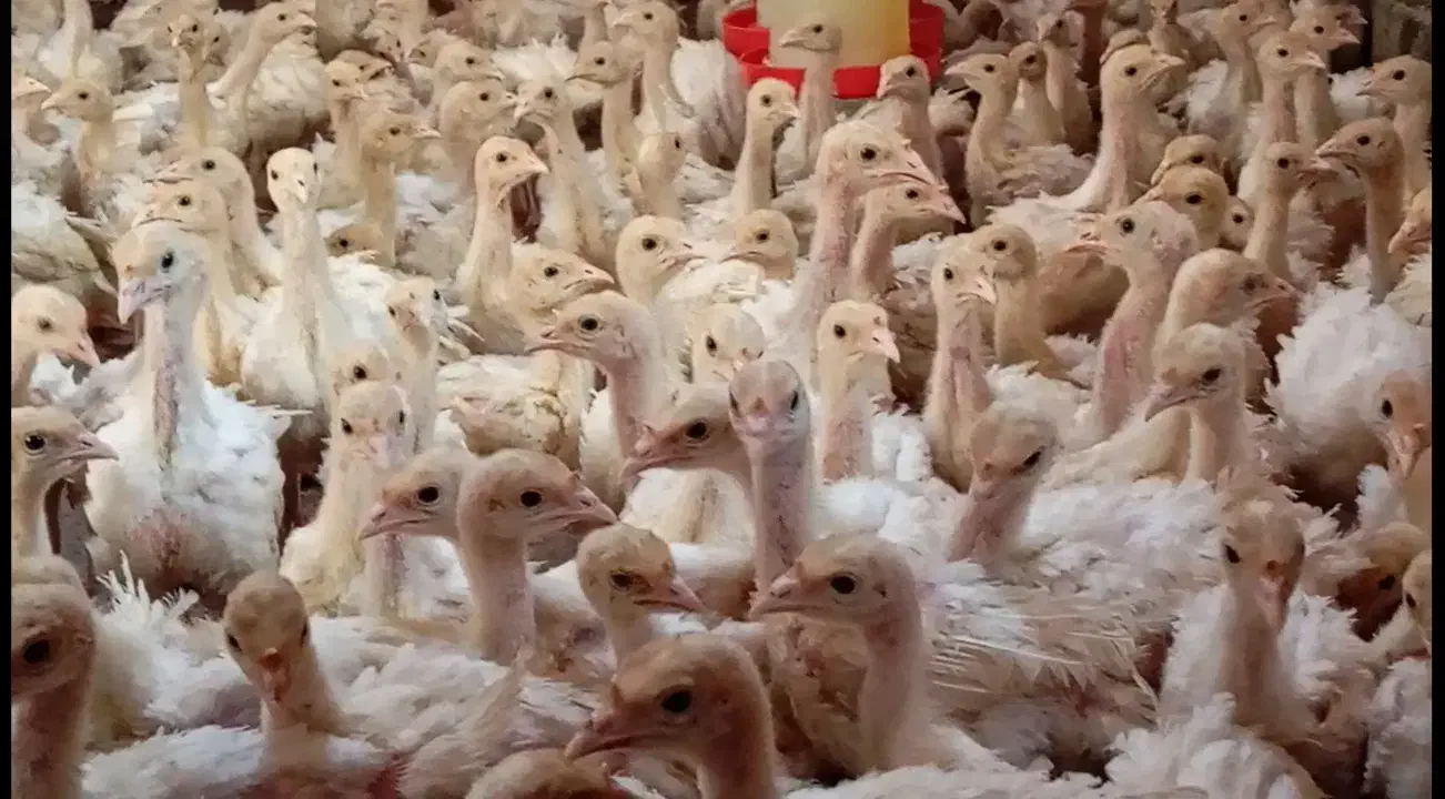 بوقلمون سنگین وزن (بیوتی۶)|حیوانات مزرعه|بوکان, |دیوار