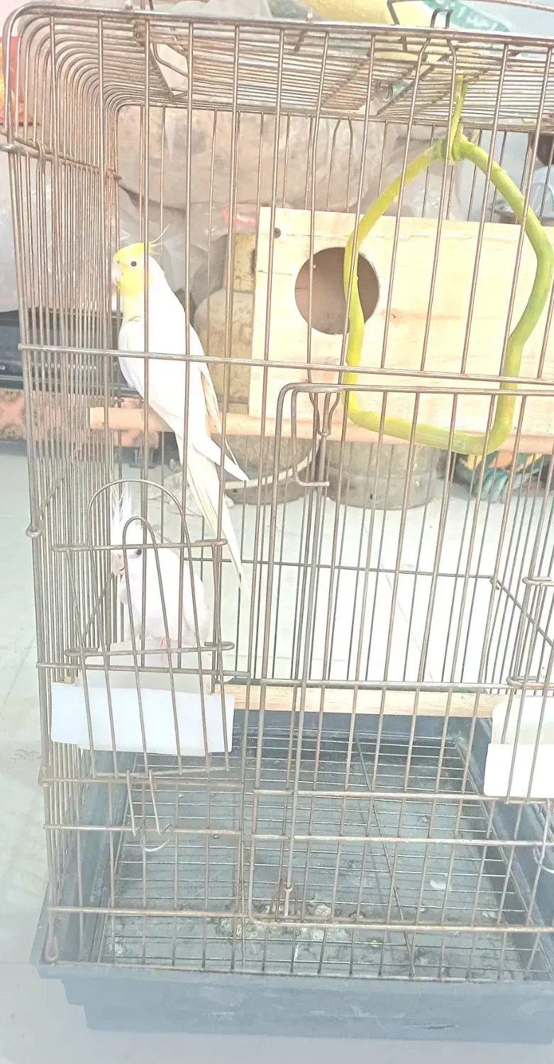 عروس هلندی|پرنده|قیدار, |دیوار