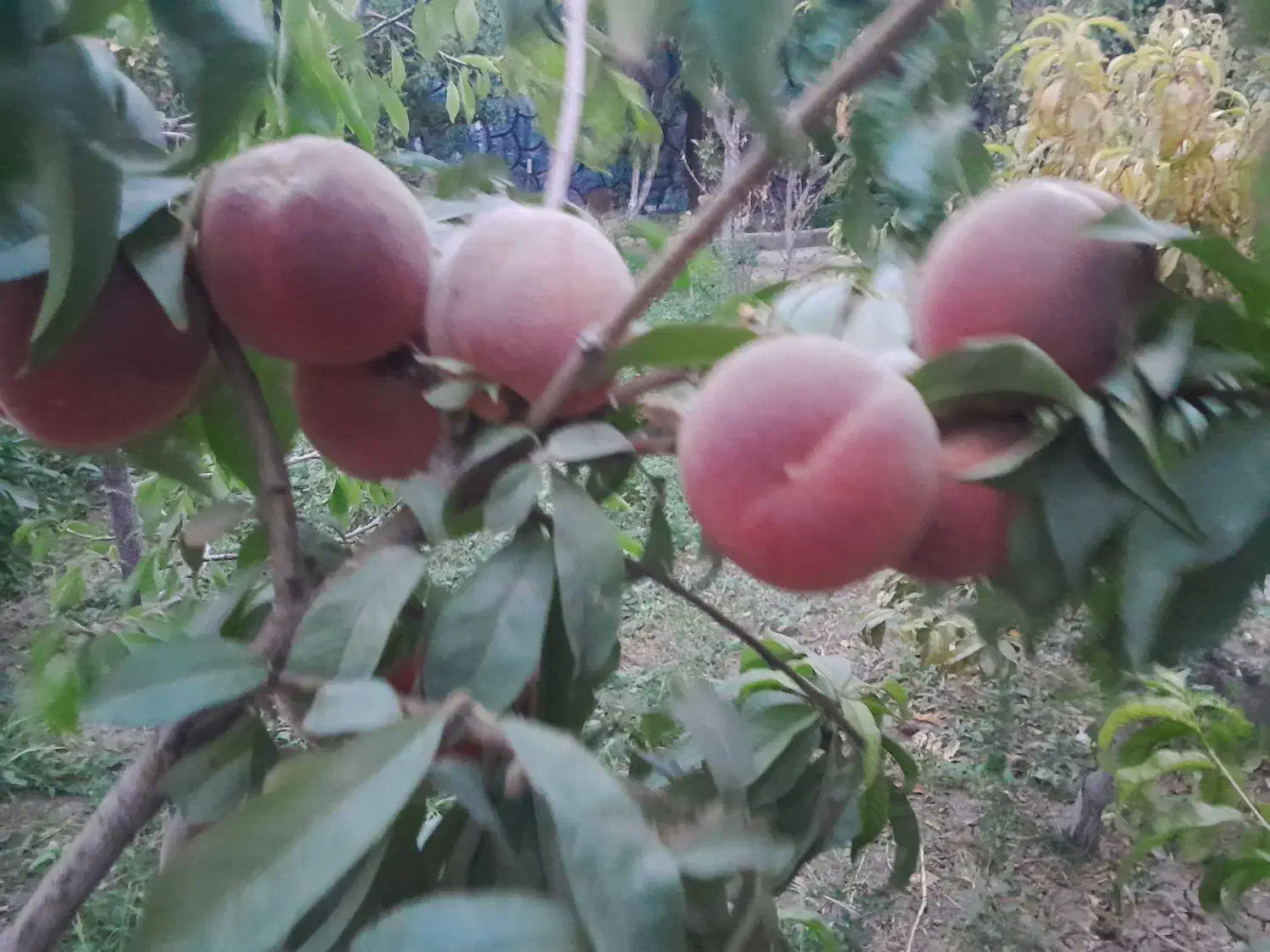 نهالستان اطمینان(محجوب)|خدمات باغبانی و درختکاری|تبریز, |دیوار