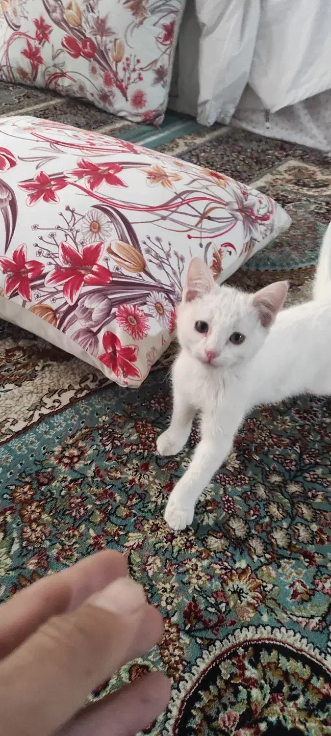 بچه گربه|گربه|مشهد, شهید شهریاری|دیوار