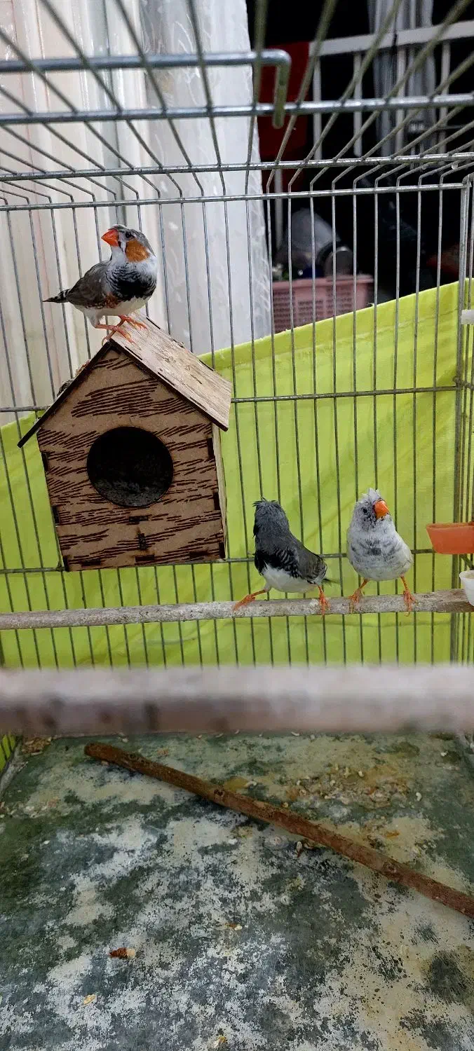 فنچ کاکولی|پرنده|ری, دولتآباد|دیوار