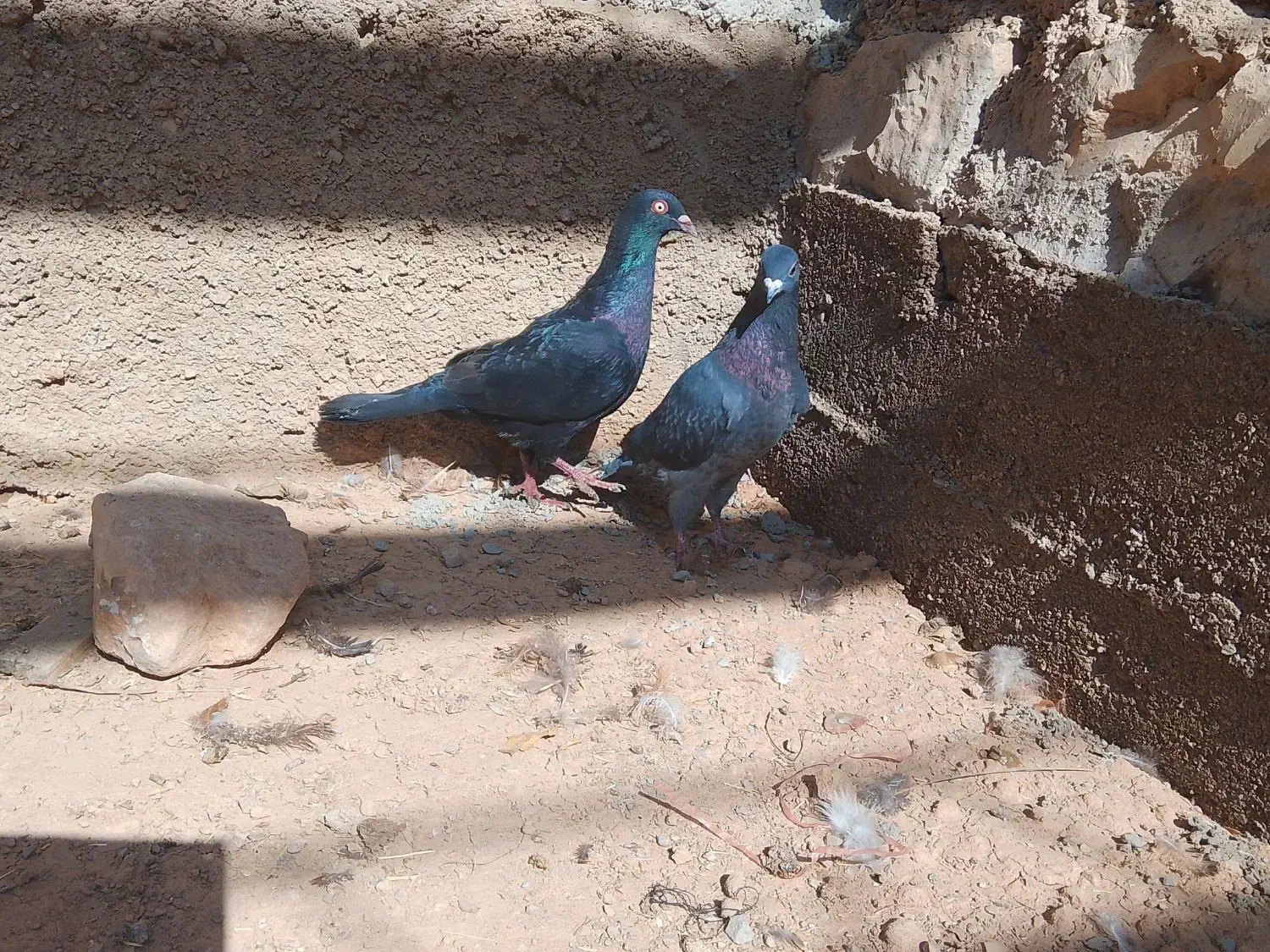 دو کبوتر نر و ماده درحال چو کشی در دینراک|پرنده|اندیکا, |دیوار