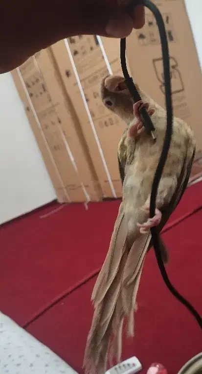 گرینچیک دستی مولد پاین اپل|پرنده|گلبهار, نوبهار|دیوار